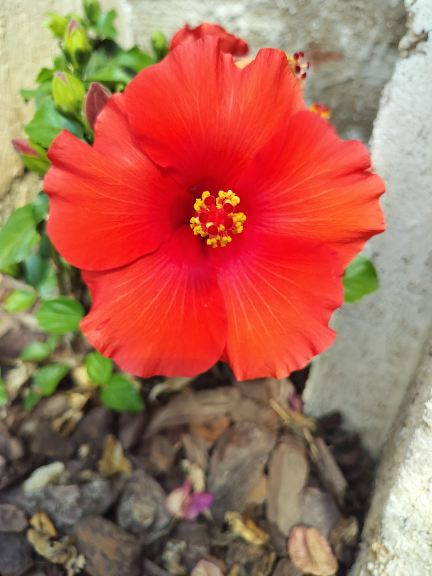 Surrounding of Villa Vounó